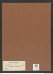 Bellerochea sp. (de-Toni-Nr.: Genus 143) Zeichnungen Sammlung Grunow Mappe 04098 (Herbarium_W_Grunow_drawings_Folder_04098)